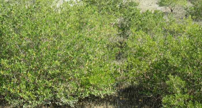 دهیاران، ناجی عرصه‌های ملی مازندران