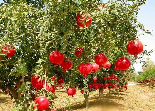 بهشهر؛ قطب تولید «انار» شرق مازندران با ۱۵ هزار تن محصول