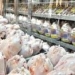 بیش از ۵۰۰ تن گوشت مرغ از مازندران راهی پایتخت شد