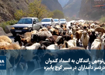 بی‌توجهی رانندگان به انسداد کندوان و دردسر دامداران در مسیر کوچ پاییزه