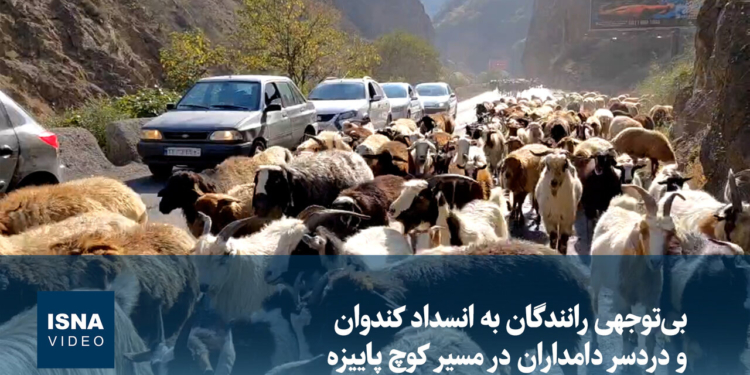 بی‌توجهی رانندگان به انسداد کندوان و دردسر دامداران در مسیر کوچ پاییزه