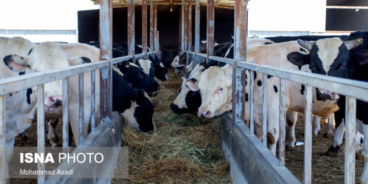 تلقیح مصنوعی حدود ۲۷ هزار رأس دام سنگین در مازندران در ۶ ماه نخست سال