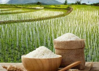تمبر اختصاصی برنج آمل در نمایشگاه بین‌المللی روستایی و عشایری رونمایی می‌شود