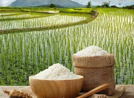 تمبر اختصاصی برنج آمل در نمایشگاه بین‌المللی روستایی و عشایری رونمایی می‌شود