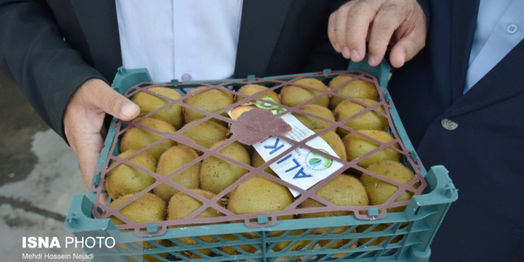 صادرات بیش از ۳۲ هزار تن کیوی و نارنگی از مازندران
