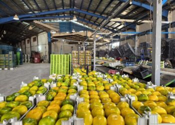 صادرات بیش از ۴۰۰۰ تن نارنگی و کیوی از مازندران در هفت ماهه امسال
