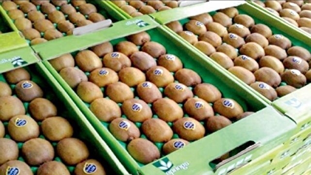 صادرات ۲۰ هزار تن نارنگی و ۱۰ هزار تن کیوی از مازندران