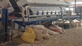 محکومیت ۴ میلیاردی سورتینگ برنج متقلب در بابل