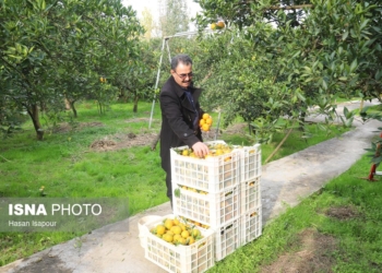 هشدار جهاد کشاورزی مازندران درباره برداشت زودهنگام پرتقال تامسون