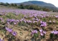 پیش‌بینی تولید ۵۶۰ کیلوگرم طلای سرخ در بهشهر