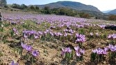 پیش‌بینی تولید ۵۶۰ کیلوگرم طلای سرخ در بهشهر