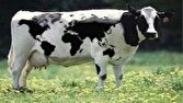 کمیته فنی دام و طیور، محور ارتقای بهره‌وری و توسعه پایدار تولیدات دامی مازندران
