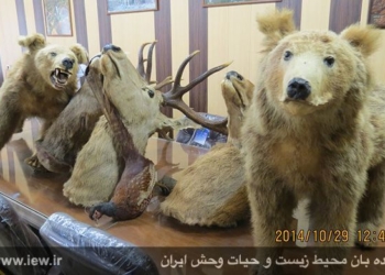 عامل کشتار دو توله خرس قهوه ای و سه مرال در ساری دستگیر شد
