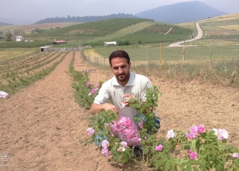 برداشت از اولین مزرعه گل محمدی بخش چهاردانگه +تصاویر