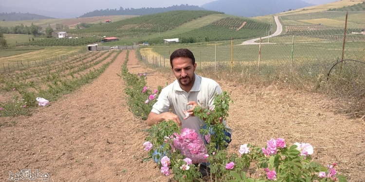 برداشت از اولین مزرعه گل محمدی بخش چهاردانگه +تصاویر