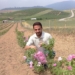 برداشت از اولین مزرعه گل محمدی بخش چهاردانگه +تصاویر