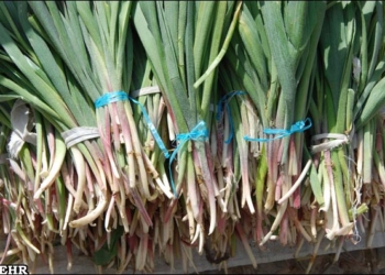 حال گیاهان کوهستانی خوب نیست/ طبیعت خسته از طمع ورزی انسانها