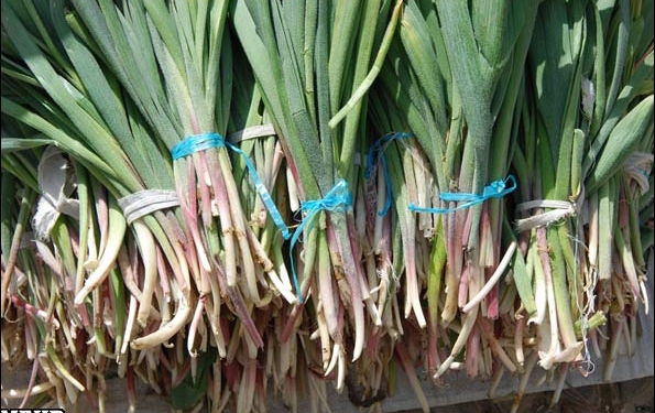 حال گیاهان کوهستانی خوب نیست/ طبیعت خسته از طمع ورزی انسانها