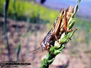 مبارزه شیمیایی و کنترل آفت ملخ در دهستان پشتکوه + تصاویر
