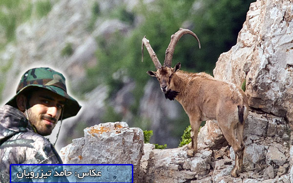 ثبت تصاویر کم نظیر حیات وحش چهاردانگه توسط عضو گروه چکاد ساری