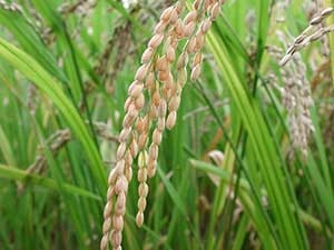 برگزاری دوره آموزشی یک روزه آفات برنج در روستای علمدارده