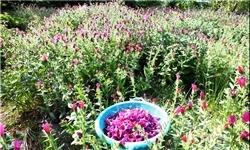 باز هم پای دلالان در میان است؛ این بار در گیاهان دارویی