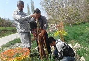 کاشت ۶۰۰ اصله درخت در مسیر روستای کیاسر+تصاویر
