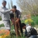 کاشت ۶۰۰ اصله درخت در مسیر روستای کیاسر+تصاویر