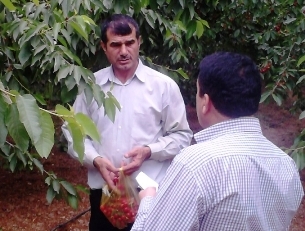 درد دل یک باغدار زحمت کش چهاردانگه ای + تصاویر