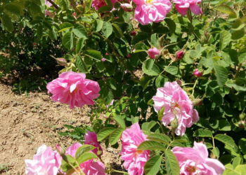 برداشت مزرعه گل محمدی توسط جوان کارآفرین چهاردانگه ای+تصاویر