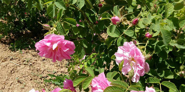 برداشت مزرعه گل محمدی توسط جوان کارآفرین چهاردانگه ای+تصاویر