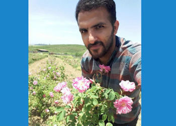 برداشت مزرعه گل محمدی توسط جوان کارآفرین چهاردانگه ای+تصاویر