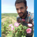 برداشت مزرعه گل محمدی توسط جوان کارآفرین چهاردانگه ای+تصاویر