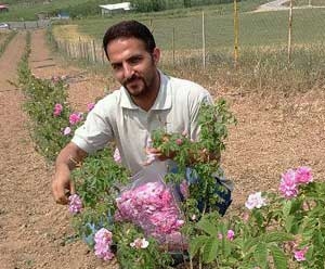 کاشت گل محمدی در چهاردانگه توسعه مییابد