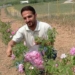 کاشت گل محمدی در چهاردانگه توسعه می‌یابد