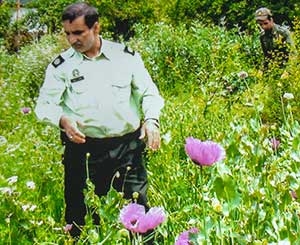 کشت مواد مخدر، مشکل جدید بخش چهاردانگه و دودانگه