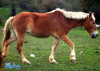 تصاویر زیبا از طبیعت بخش چهاردانگه
