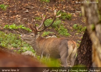 گزارش تصویری تشریحی برنامه حفاظتی مرال در چهاردانگه