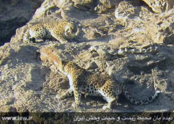 تصویربرداری از رفتار طبیعی یک جفت پلنگ ایرانی در فصل جفتگیری+فیلم