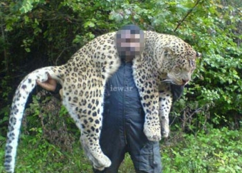 دو سال حبس برای عامل کشتار پلنگ در سوادکوه + تصاویر