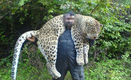 دو سال حبس برای عامل کشتار پلنگ در سوادکوه + تصاویر