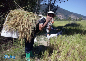 تصاویر: آغاز برداشت محصول برنج در شالیزارهای روستای مازرستاق
