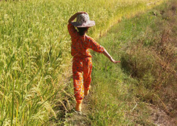 تصاویر: برداشت شالی از شالیزارهای روستای سنام
