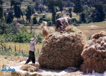 تصاویر: برداشت شالی از زمین های شالیزاری روستای سنام