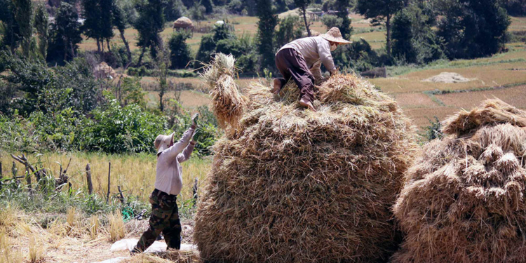 تصاویر: برداشت شالی از زمین های شالیزاری روستای سنام