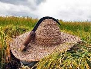 آغاز برداشت شالی از شالیزاری های بخش چهاردانگه