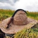 آغاز برداشت شالی از شالیزاری های بخش چهاردانگه