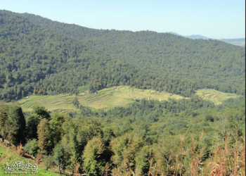 خشک شدن بیش از ۴۰ هکتار از زمینهای شالیزاری روستای سرخ ولیک