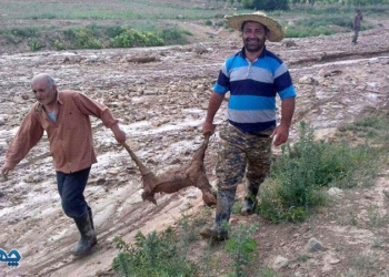 تلف شدن ۳۰ راس دام در پی بارش تگرگ و سیل در پشتکوه+تصاویر