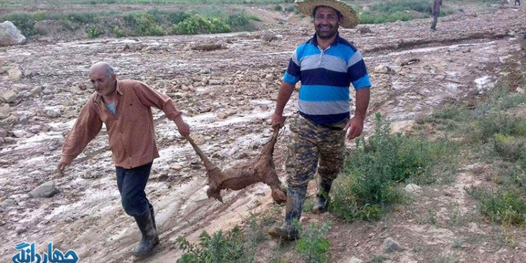 تلف شدن ۳۰ راس دام در پی بارش تگرگ و سیل در پشتکوه+تصاویر